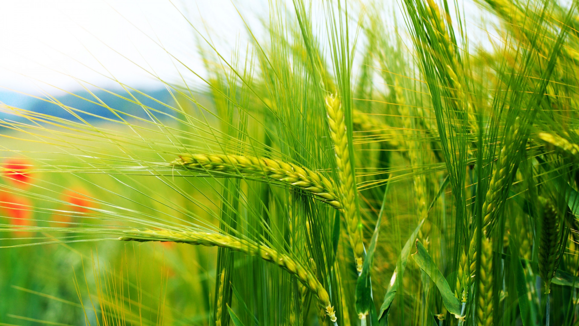 cereals - tejarat sabz